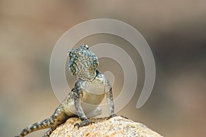 Tropical spiny agama on rock with judgemental look photo