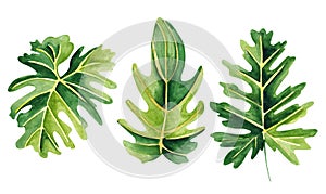 Tropical split leaf philodendron  leaves collection. Watercolor isolated elements on the white background. Tropical leaves set