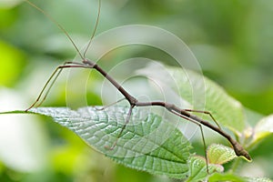 Tropical stick insect