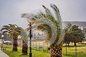 Tropical storm, heavy rain and high winds in tropical climates. Palm trees swaying in the wind from a tropical storm