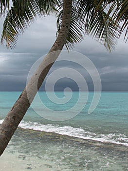 Tropical storm and palm tree