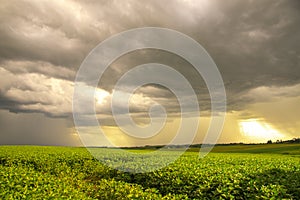 Tropical storm in a soybean field in southern Brazil
