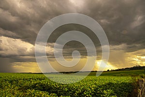 Tropical storm in a soybean field in southern Brazil