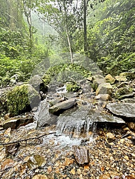 Tropical Stream Cascade Jungle Chicaque Colombia