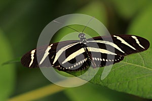 Tropical striped butterfly dido longwing tiger longwing on the