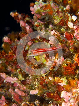 Tropical striped triplefin 01