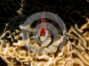 Tropical striped triplefin 03