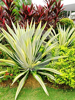 Tropical style landscaping