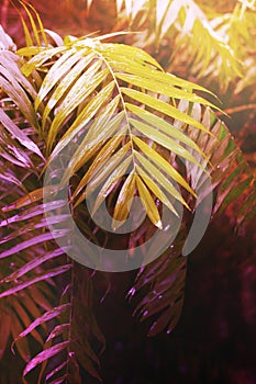 Tropical summer background with palm leaves, toning orange and pink color