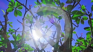 Tropical summer bright sun light ray shining through green tree foliage