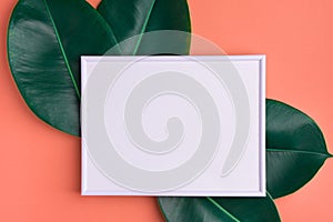 Tropical summer nature background with white frame mockup big green ficus leaves on cherry pink backdrop