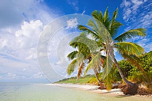 Tropical summer with palm trees