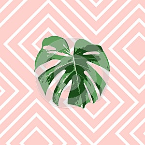 Tropical summer pink background with leaves palm