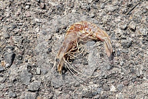 Tropical sun dried king prawn on a concrete pole. Shellfish curled up. Close up of shrimp body with many legs and head.