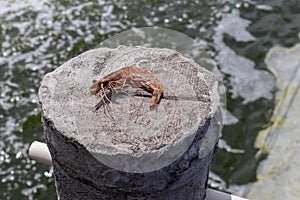 Tropical sun dried king prawn on a concrete pole. Shellfish curled up. Close up of shrimp body with many legs and head.