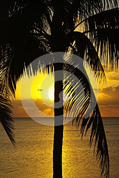 Tropical sunrise photo