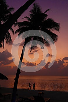 Tropical sunset at the beach with palms