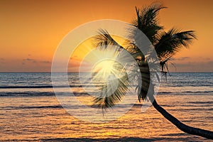 Tropical sunset with coco palm on the beach