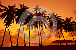 Tropical sunset on ocean shore with palm trees silhouette