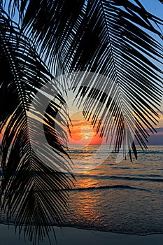 Tropical sunset over palm tree