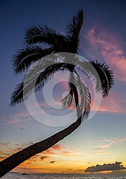 Tropical sunset palm