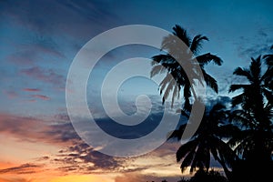 Tropical Sunset Palm Silhouette Landscape. Sri Lanka Beach