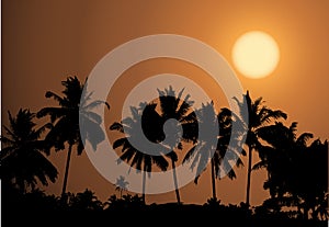 Tropical sunset, palm tree silhouette