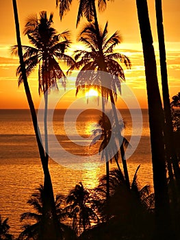 Tropical sunset with palm trees silhouette.