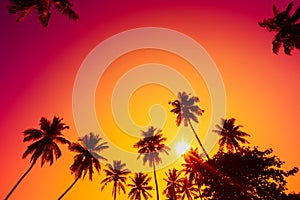 Tropical sunset. Palm trees at vivid sunset with colorful sky