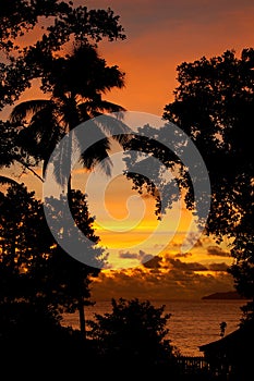 Tropical sunset silhouette