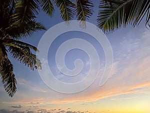 Tropical Sunset Silhouette with Palm Fronds