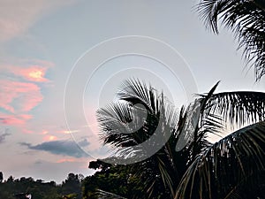 A tropical sunset sky with palm tree silhouettes
