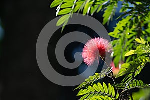 Tropical Surinamese stick pea in bloom photo