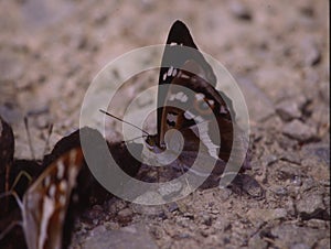 tropical swallowtail moth