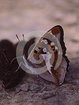 tropical swallowtail moth