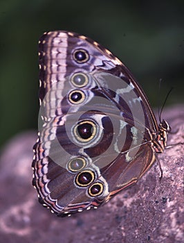 tropical swallowtail moth