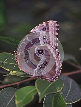 tropical swallowtail moth