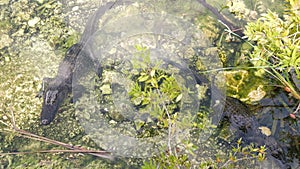 Tropical swamp and Aligators in Everglades, Florida