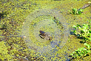 Tropical swamp with alligator