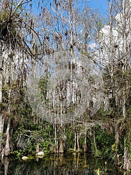 Tropical swamp plants and forest in Everglades, Florida