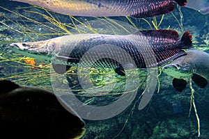 Tropical sweet water fish Arapaima Gigas, known also as Pirarucu in tropical aquarium in a zoological facility