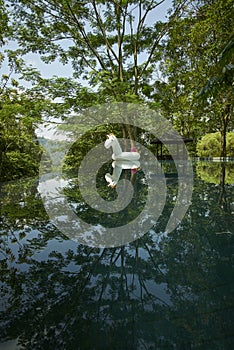 Tropical swimming pool with reflection
