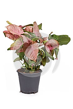 Tropical `Syngonium Podophyllum Neon Robusta` houseplant with pink and green arrow shaped leaves in flower pot photo