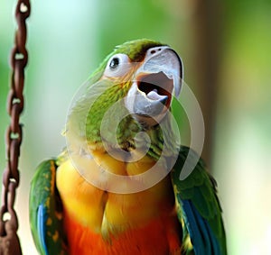 Tropical Talker: Colorful Parrot with Open Beak photo