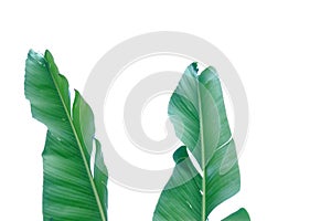 Tropical tearing banana leaves with on white isolated background