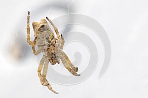 Tropical Tent-Web Orbweaver In Monitoring Position