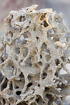 Tropical termite nest in the nature, termite mound in nature