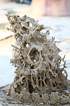 Tropical termite nest in the nature, termite mound in nature