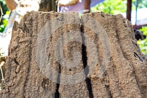 Tropical Termite nest