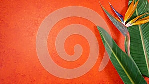 Tropical theme bird of paradise flowers on an orange textured background.